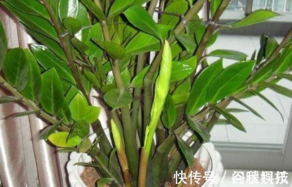 盆栽|家里摆上10种花,越来越兴旺、发达,个个都是“吉祥”花