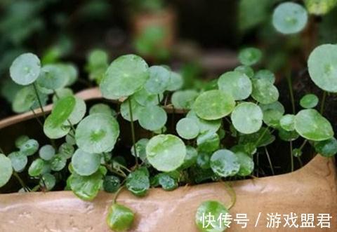 要想铜钱草爆盆，这样养，一天一个样，10天就爆盆
