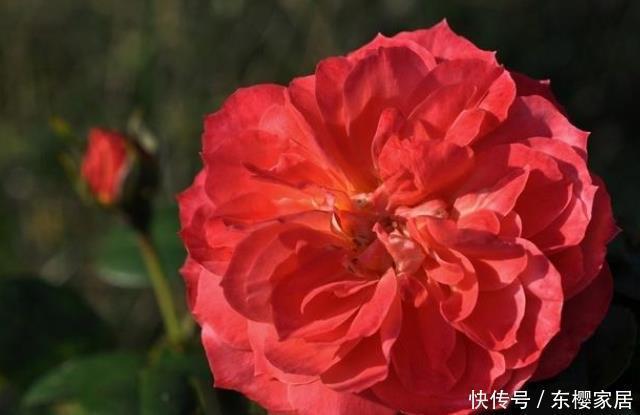 花朵|20款露台月季品种,超级丰花、适合露台、阳台盆栽,皮实好养