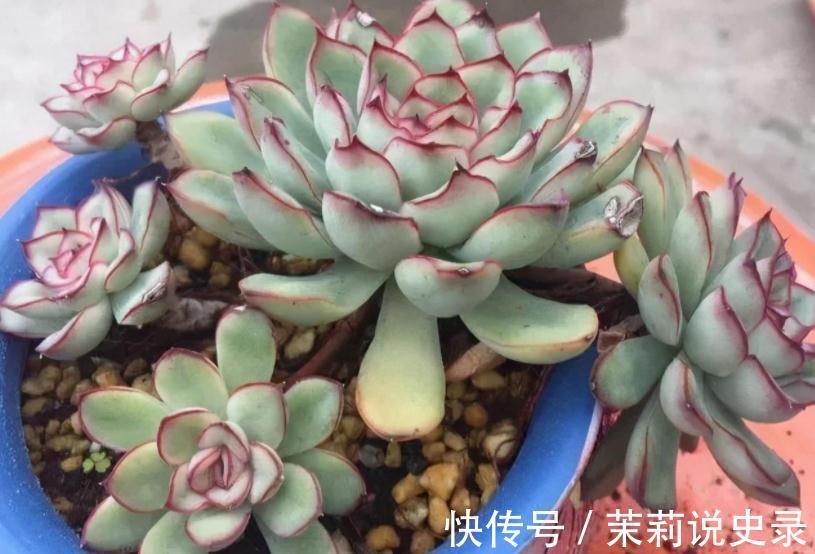 这3款多肉特容易养残,园艺新人甭轻易被它们的高颜值骗了!