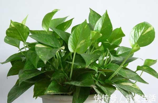 家庭养这4种绿植，记住1句“口诀”，不黄叶子，长得茂密油绿