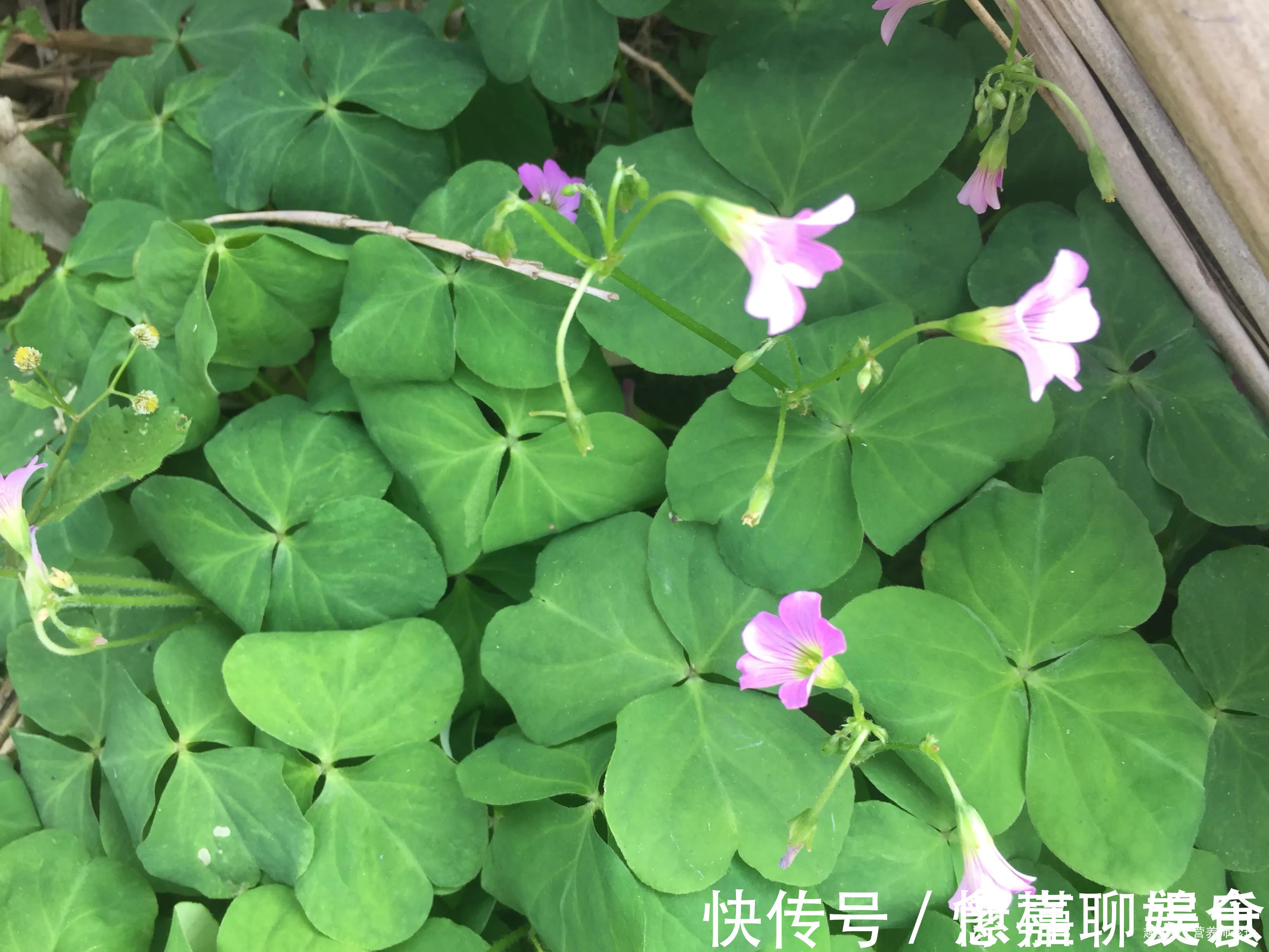 野草|家门口常见的酸酸草，药效堪比冬虫夏草，可惜大家都当杂草除掉了