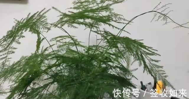 发黄|20种花卉的20个常见问题,养花人必看
