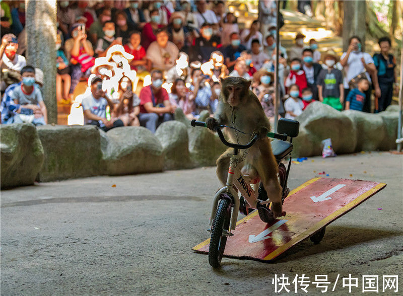 南湾猴岛|冬日，与海南猴岛公园来场约会