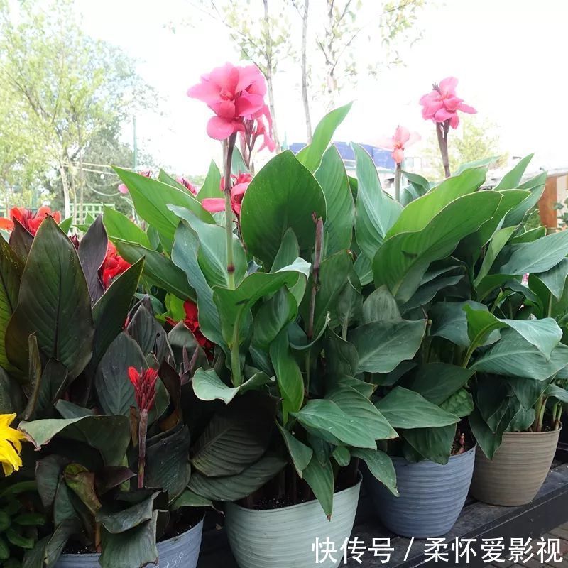 长寿|要想身体健康长寿,家庭必备的几种植物!