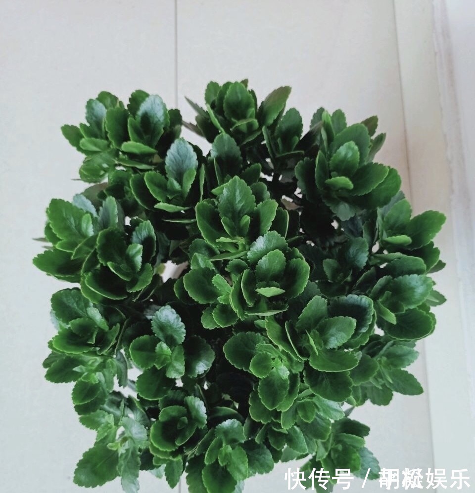 技巧|1盆长寿花长出“25根”花箭,掌握“4个技巧”,你也可以做到