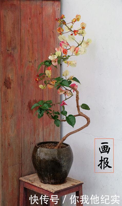 满树|给我一个院子,我一定养好多三角梅,四季繁花满树!