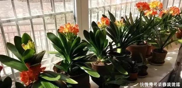 根系|养君子兰,就用4种药,只需埋在花盆中,花剑冒不停,叶绿花还旺