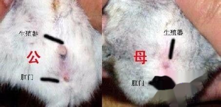 仓鼠公母怎么分仓鼠公母可以一起养吗 快资讯 仓鼠公母怎么分仓鼠公母可以一起养吗 快资讯