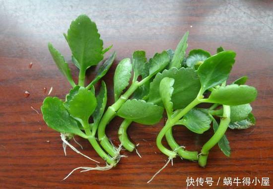 花卉|神奇的生根水,让各种半死不活的花卉瞬间长根,附生根水自制方法