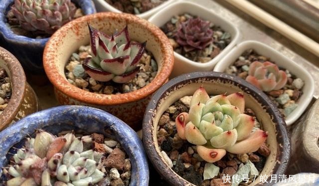 度夏|绿了也是心头肉,开始为度夏担忧!