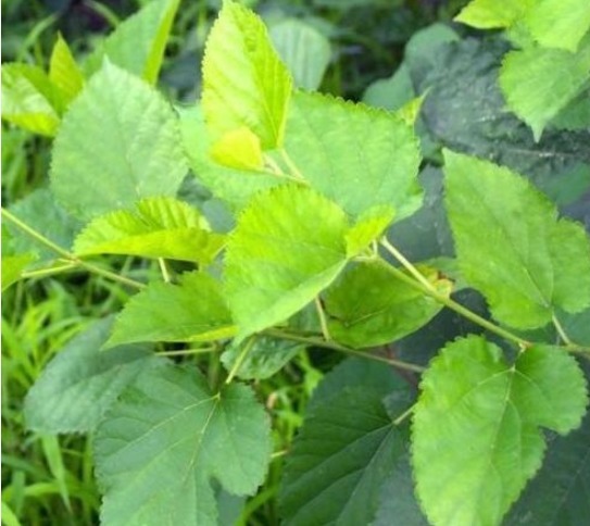 女性不想子宫早衰，多用此物泡水，排毒祛湿，滋养卵巢，更年轻