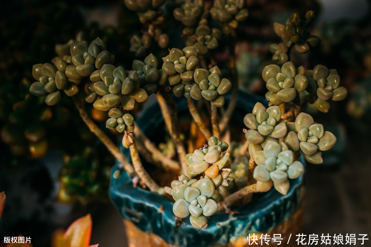 花友们|她把多肉种在篮子里,拎着就出了门,路上行人全多回头看