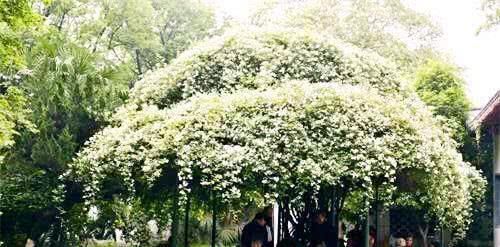 桂花香|家中别再乱养花了比桂花香10倍,花香袭人满院飘香