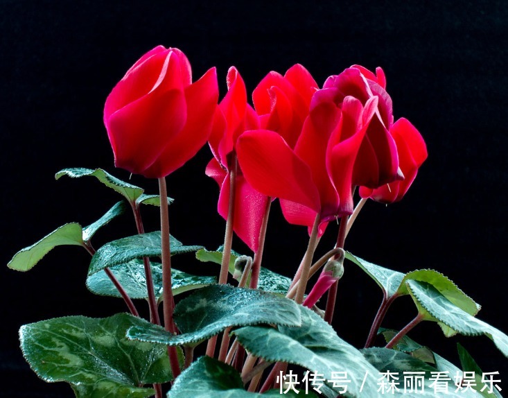 爆盆|2款适合新手种植的花，一养就爆盆，花大色艳，四季都开花，超美