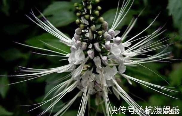 石良药|农村俗称“肾草”，遇到赶紧挖回家，如今很稀少，是打结石良药