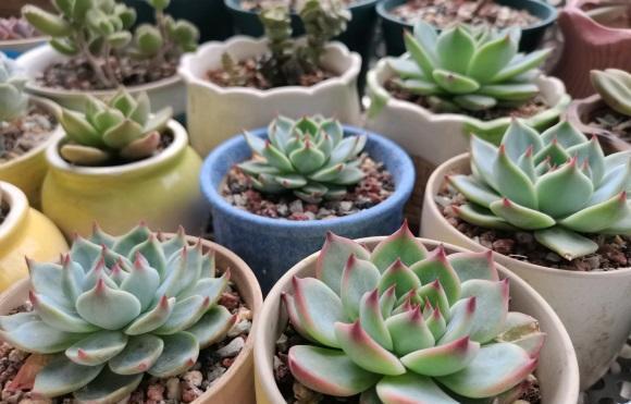 多肉植物|养了这么长时间的多肉,你有后悔吗?是不是也想要出坑了!