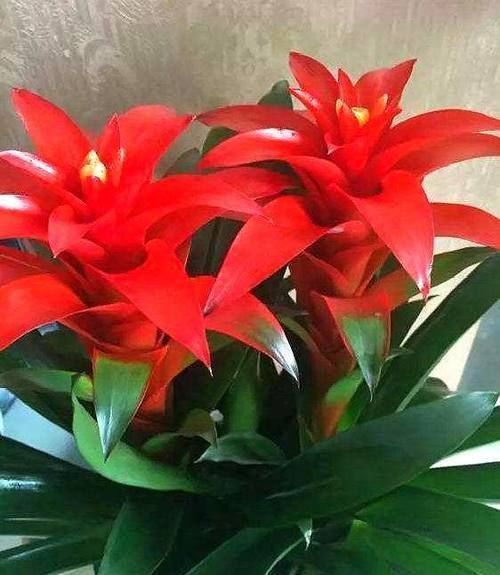 这几种花开完花后直接扔了吧,继续养意义不大