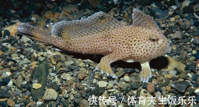 钓鱼人易踩的“坑”,误钓容易“牢底坐穿”,多位钓友因此被抓