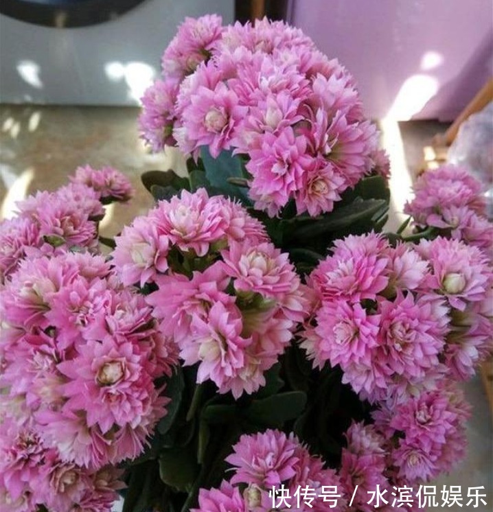 喜冷花|“2种喜冷花”养客厅,0℃也能开爆盆,秋冬就选它,好养易爆盆!