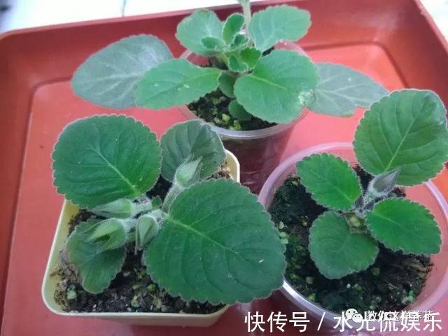 浸盆法|1种花超耐阴,一点散光就爆盆,花一开就是200多天!