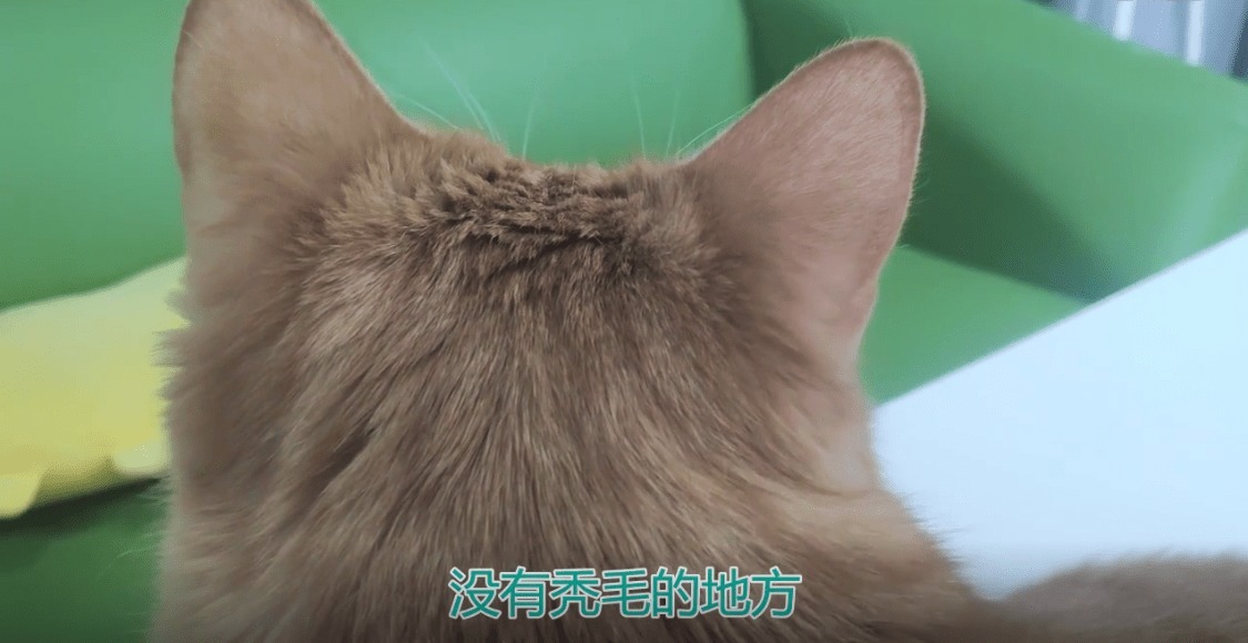 猫咪耳朵毛秃了一块