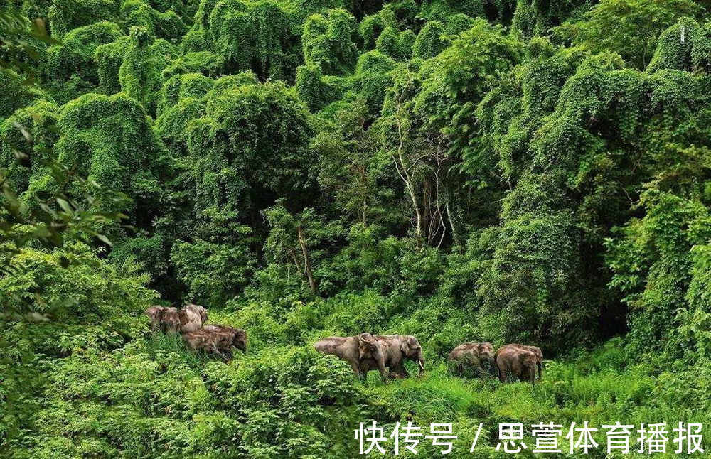 云南百米天坑下,发现消失了百年的生物,上次见它还是在1893年