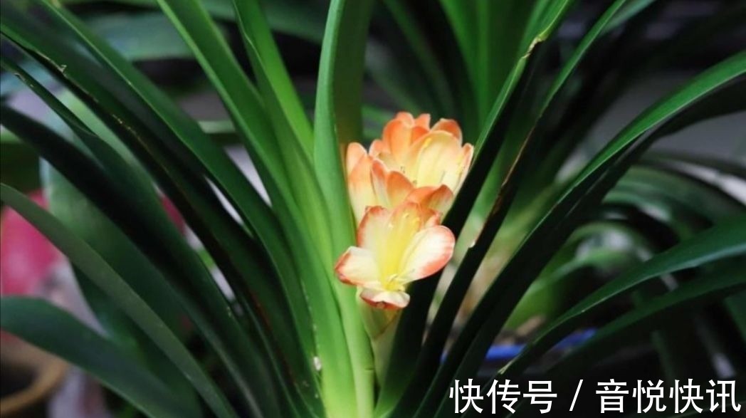 养花|养君子兰不开花？教你2个“小绝招”，很快长出花箭