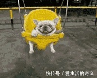 |搞笑GIF:这位姑娘想过年前谈个恋爱,要求很过分吗?