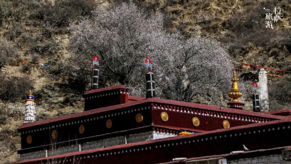 春日桃花将至，这处赏花圣地就在……