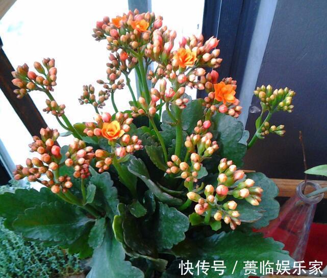 光照|长寿花为什么不开花教你2种养护开花方法,花开不断轻松爆满盆