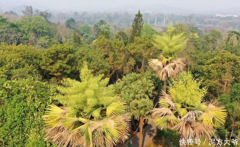  等待50年！西双版纳热带植物园今年7株贝叶棕开花