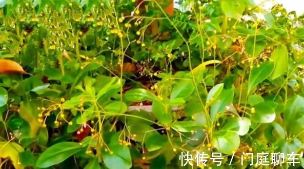 食用价值|乡下野外一种植物,当野菜吃,食用价值高,营养很丰富