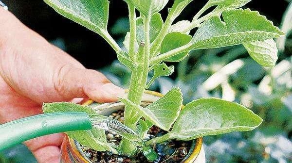 烂根|6月天浇花,就怕做错“3件事”,黄叶、烂根多,真是浇一盆死一盆