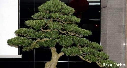 罗汉松盆景如何养护这3点很重要!