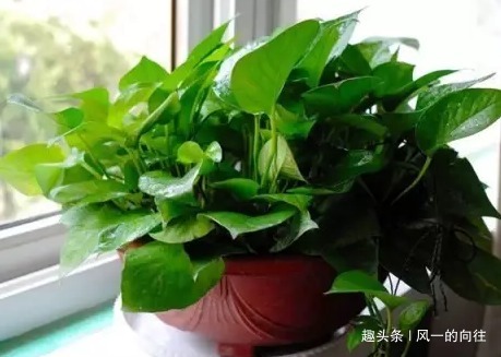 懂花人都喜欢这三种绿植,养在家里既美观又健康,快来看看吧