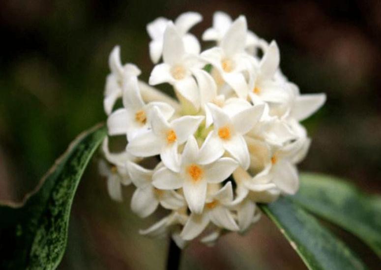 农历九月十八霜降后,养什么花?家里养3种花,喜气盈门如意平安