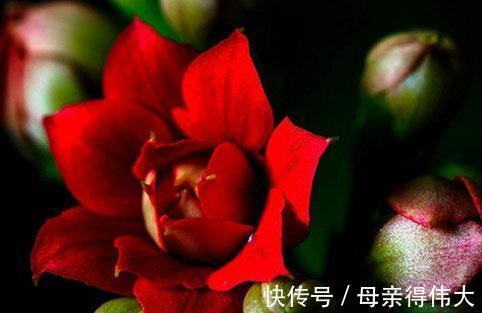 花友|喜欢红色长寿花，就养这3种，红火喜庆寓意好，很适合做年宵花