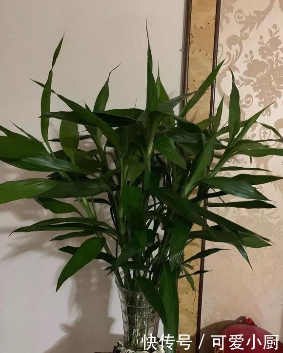 立冬后,养这5种花,最好搬到屋里,不然难越冬