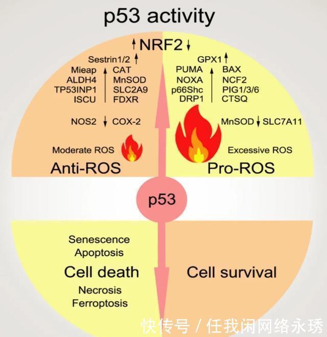 一阴一阳之谓道顾伟实验室总结p53基因在