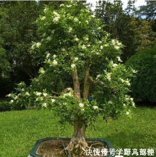 净化|不是我吹,此花我国最香,净化空气效果是绿萝10倍,落土里就活!