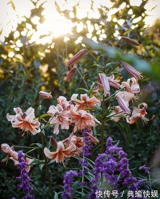 养百合花真上瘾,长的快、开花多,寓意还好,每个品种都想养!