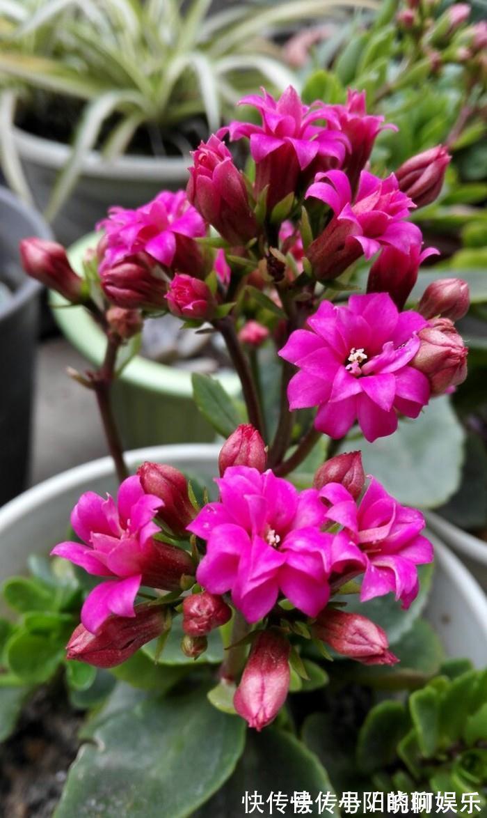 6种漂亮花,都有“好寓意”,喜欢的话养一盆,吉祥又大气