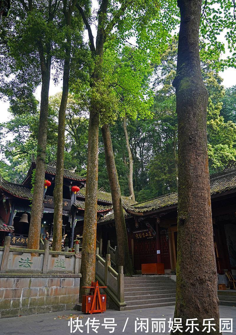 北京故宫|曾是皇家专用的稀有木材金丝楠木，在青城山上随处可见，楠木成林