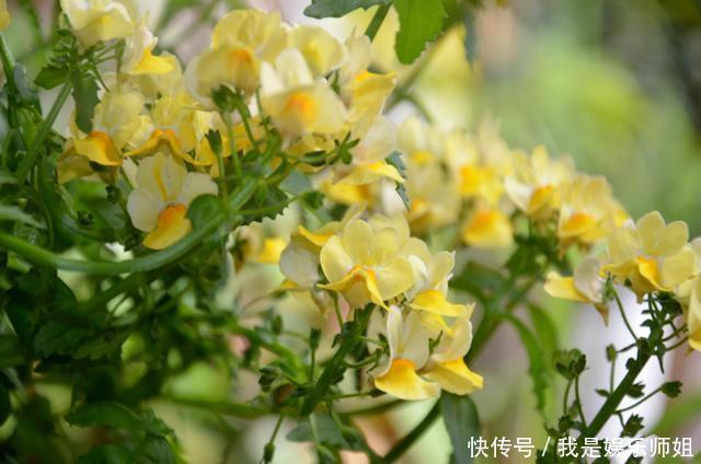 阳台新宠龙面花，花量超大颜色多，四季都开不停！