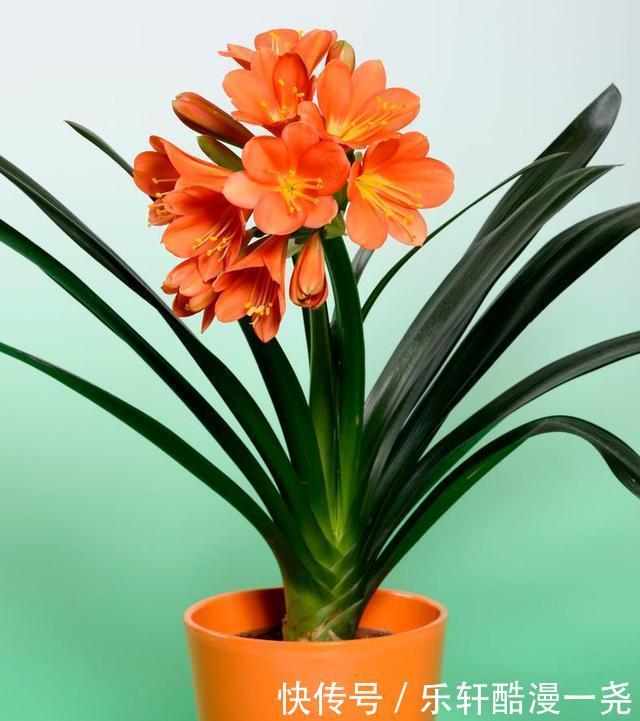 健壮|君子兰入夏要“静养”，扔一边，少管它，反而更健壮