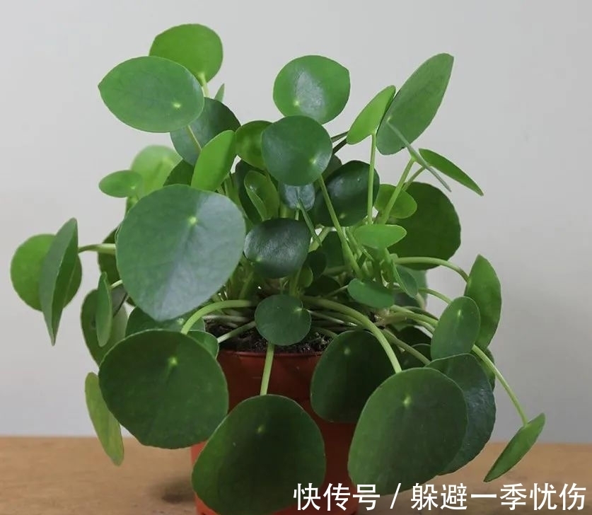 圆润小巧的铜钱草、镜面草和荷叶椒草,三种迷你植物哪种适合你?