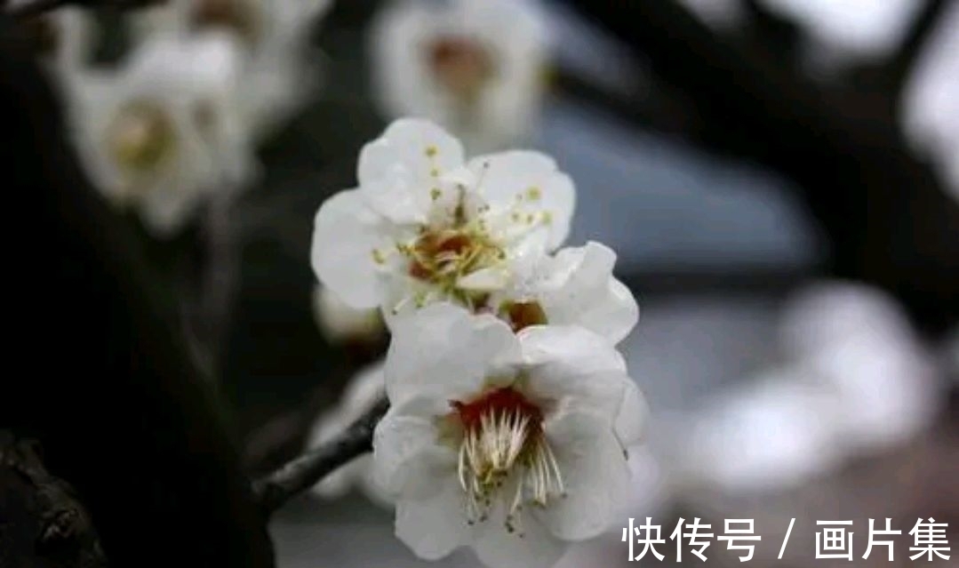 绝色#七言上联:邂逅一枝雪初霁,邀对下联,并上期优秀对联选登