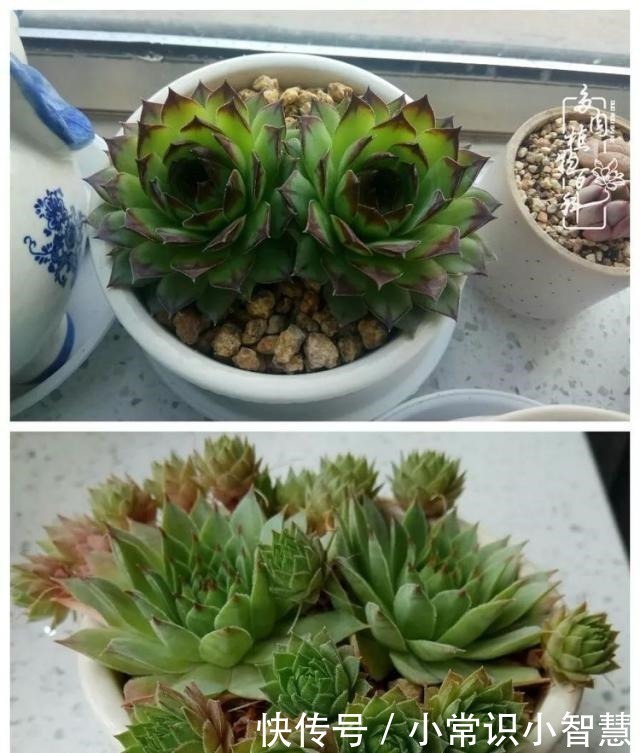 欧紫|我是多肉飘窗党，我来晚了！我是多肉飘窗党，我来晚了！