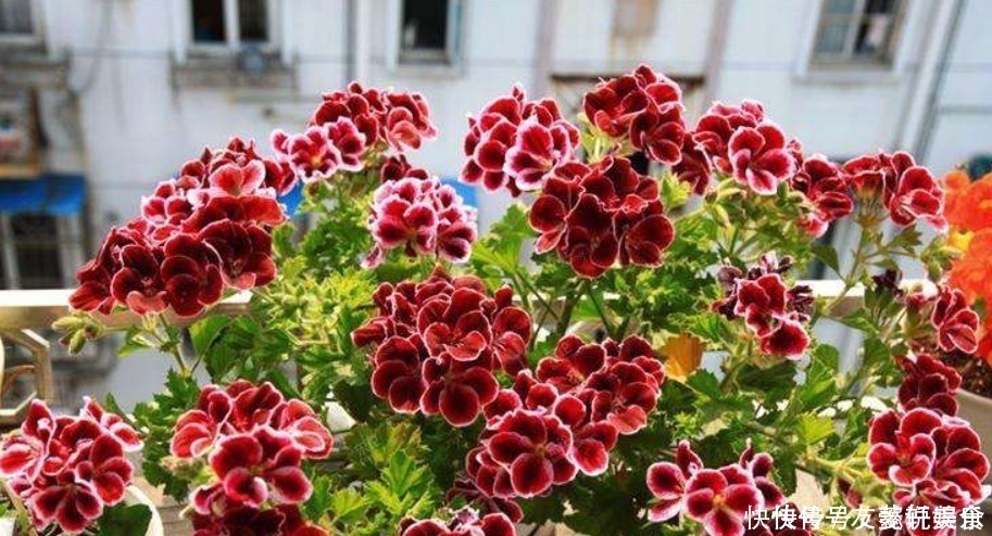 天竺葵冬季不开花做好3个“小动作”,不断冒花苞,开成大花球